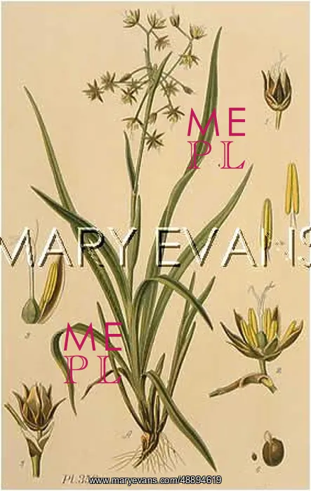  : PLANTS / LUZULA VERNALIS
