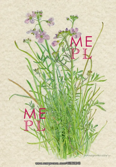  : PLANTS / LYCHNIS DIOICA