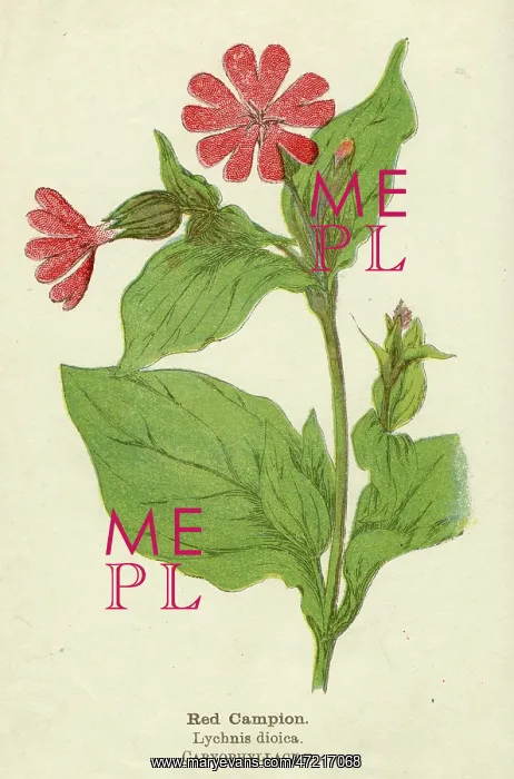  : PLANTS / LYCHNIS DIOICA