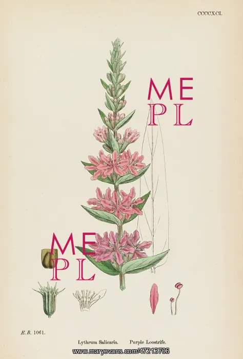  : PLANTS / LYTHRUM SALICARIA