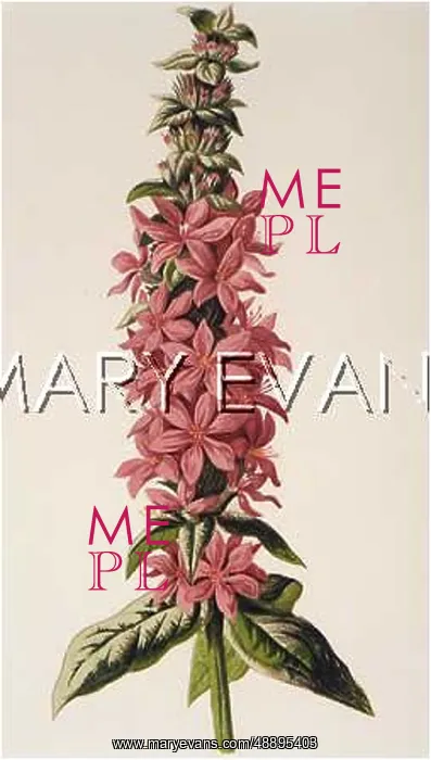 : PLANTS / LYTHRUM SALICARIA