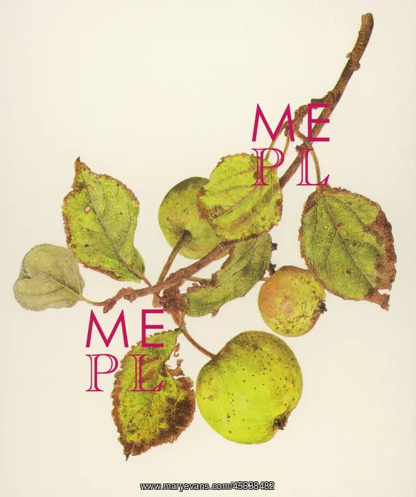  : PLANTS / MALUS SYLVESTRIS