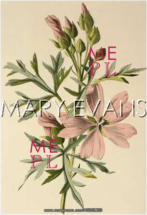  : PLANTS / MALVA MOSCHATA