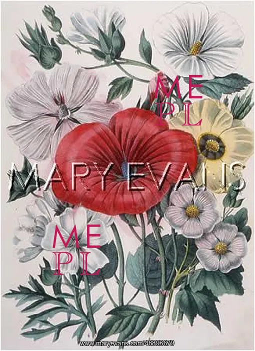  : PLANTS / MALVA SPECIES