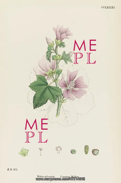  : PLANTS / MALVA SYLVESTRIS