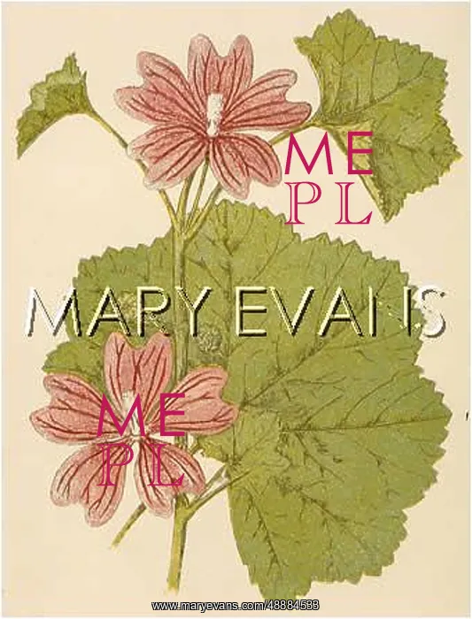 : PLANTS / MALVA SYLVESTRIS : PLANTS / MALVA SYLVESTRIS