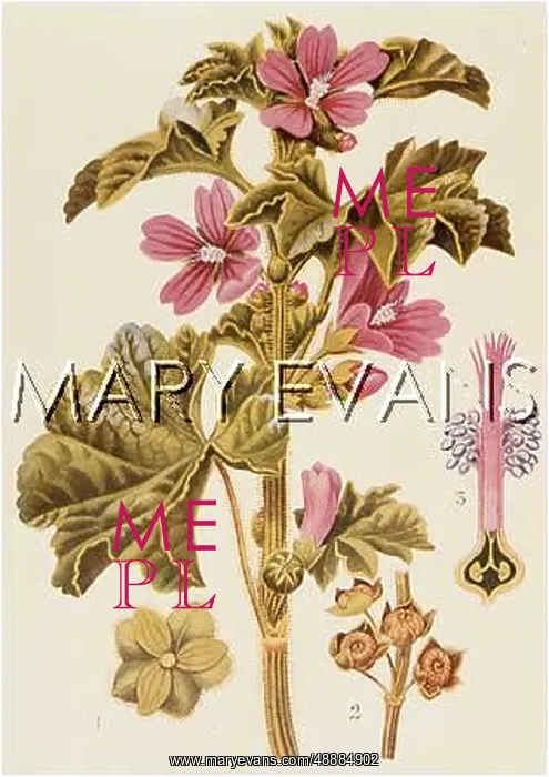  : PLANTS / MALVA SYLVESTRIS