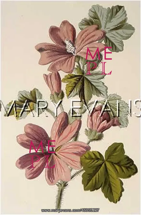  : PLANTS / MALVA SYLVESTRIS