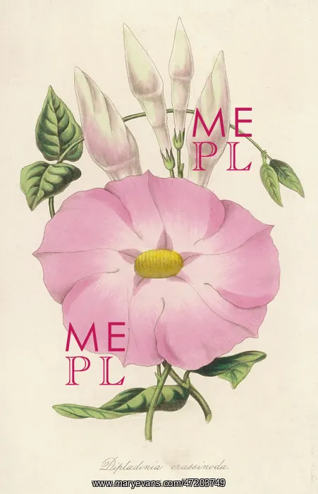  : PLANTS / MANDEVILLA