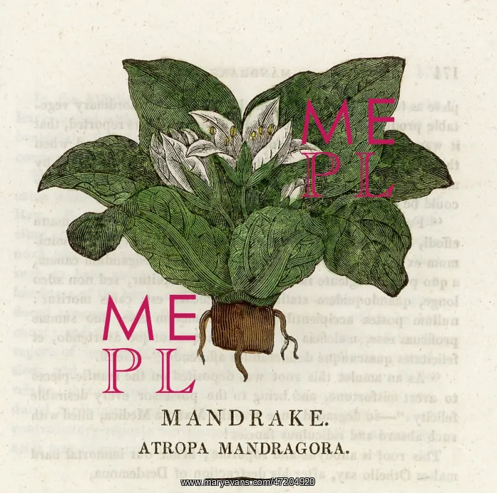 : PLANTS / MANDRAGORA : PLANTS / MANDRAGORA
