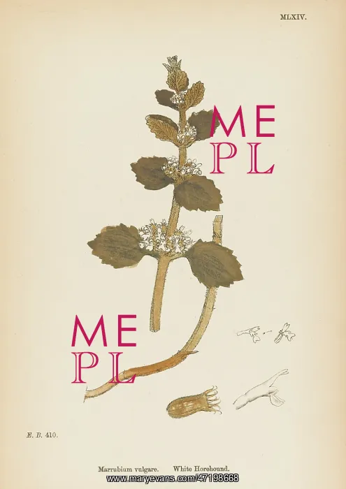  : PLANTS / MARRUBIUM VULGARE