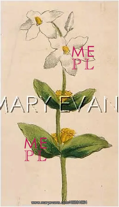  : PLANTS / MARRUBIUM VULGARE