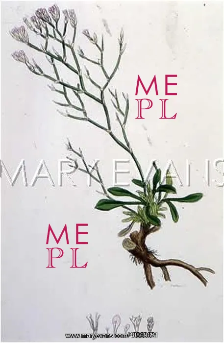  : Plants: Matted Sea Lavender