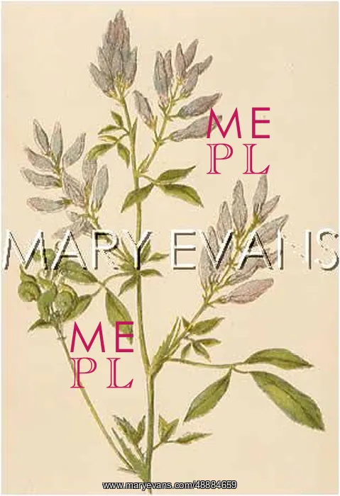  : PLANTS / MEDICAGO SATIVA