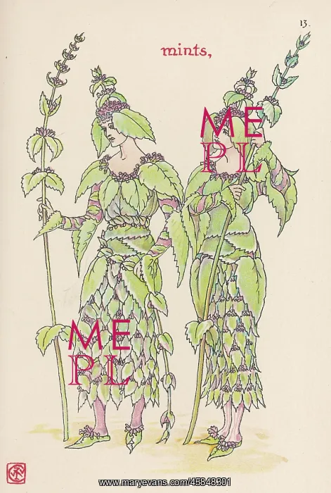  : Plants - Mentha