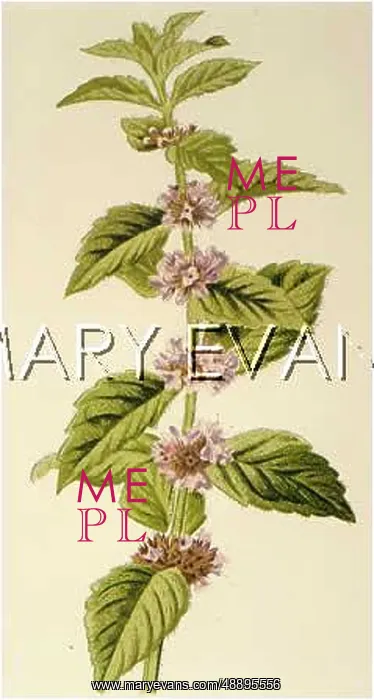 : PLANTS / MENTHA ARVENSIS