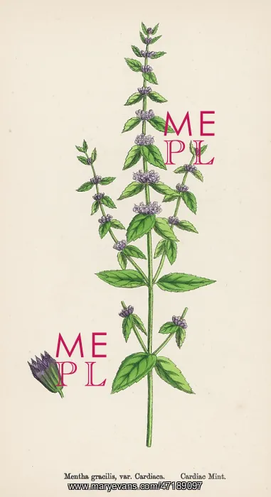  : PLANTS / MENTHA GRACILIS