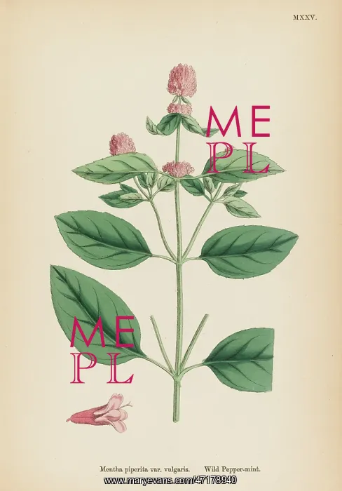  : PLANTS / MENTHA PIPERITA