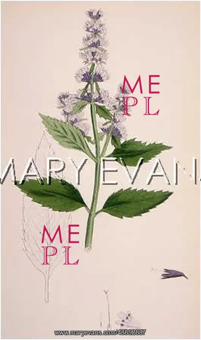  : PLANTS / MENTHA PIPERITA