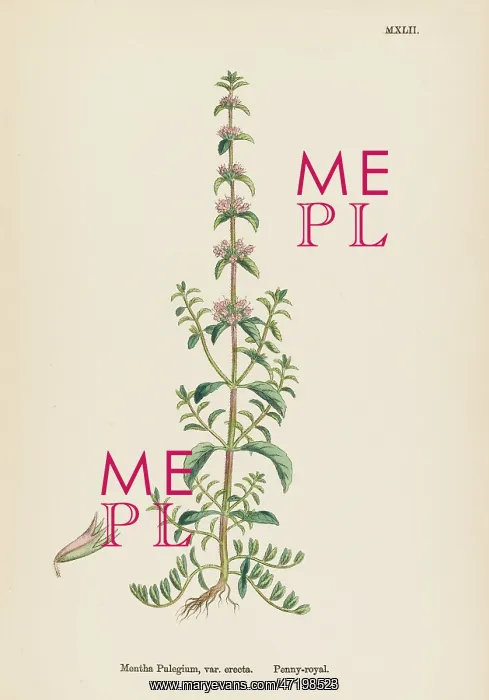 : PLANTS / MENTHA PULEGIUM