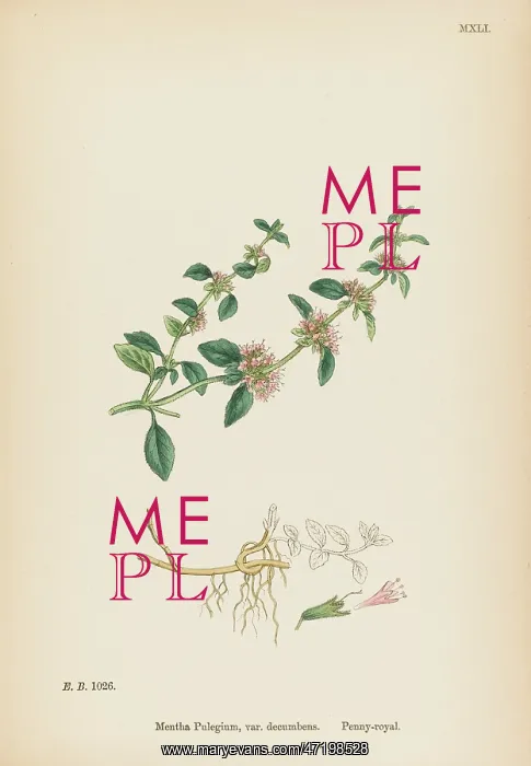  : PLANTS / MENTHA PULEGIUM