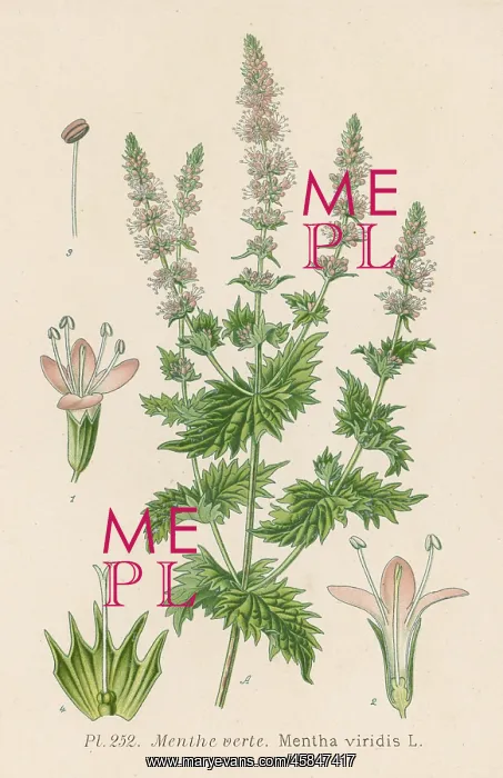  : PLANTS / MENTHA VIRIDIS