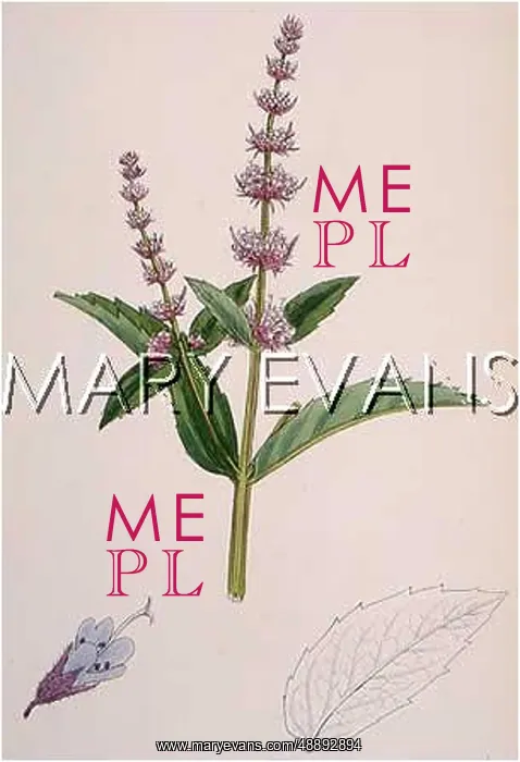  : PLANTS / MENTHA VIRIDIS