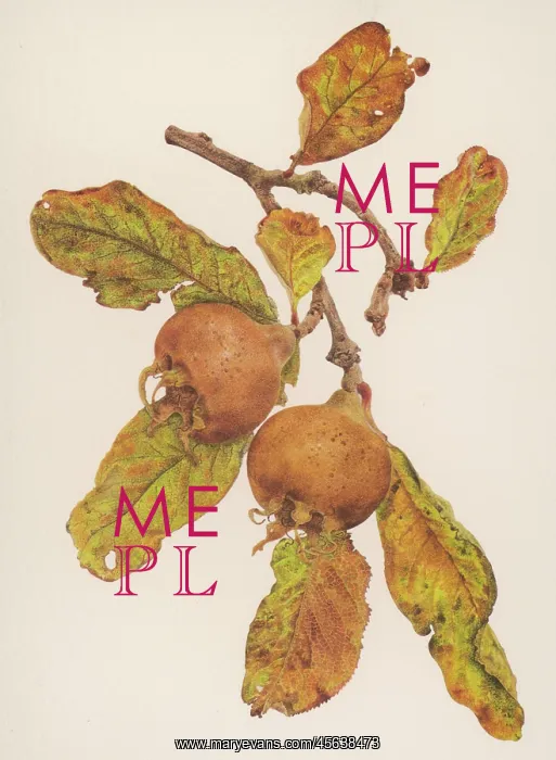  : PLANTS / MESPILUS GERMANIC