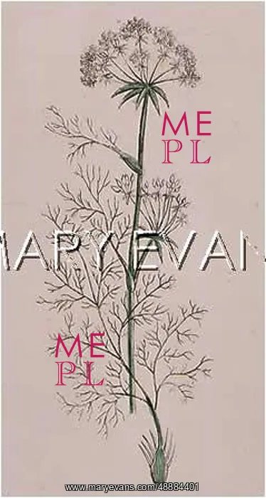  : PLANTS / MEUM ATHAMANTICUM
