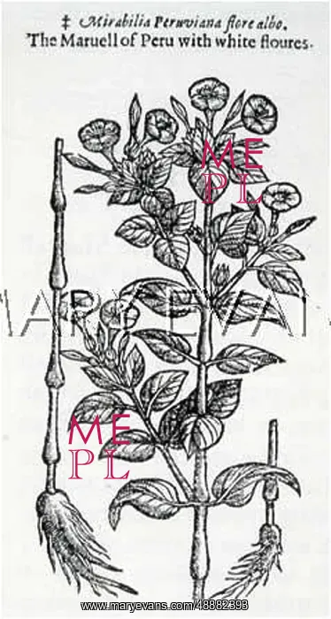 : PLANTS / MIRABILIS JALAPA : PLANTS / MIRABILIS JALAPA