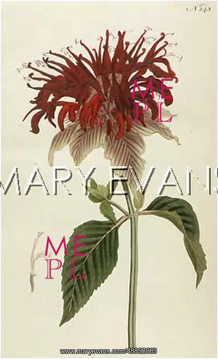  : PLANTS / MONARDA FISTULOSA