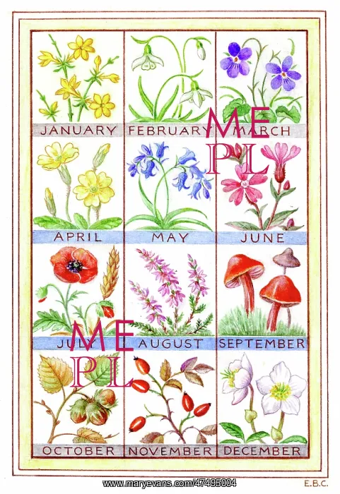 : Twelve plants for the months of the year : Twelve plants for the months of the year