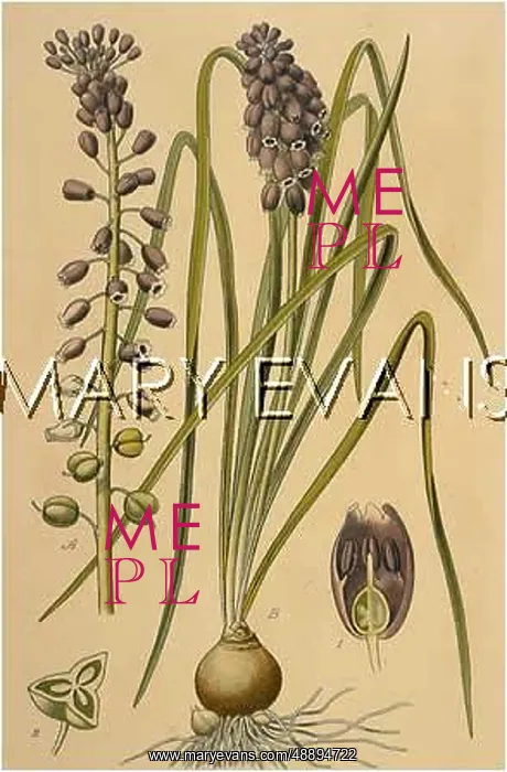 : PLANTS / MUSCARI SP : PLANTS / MUSCARI SP