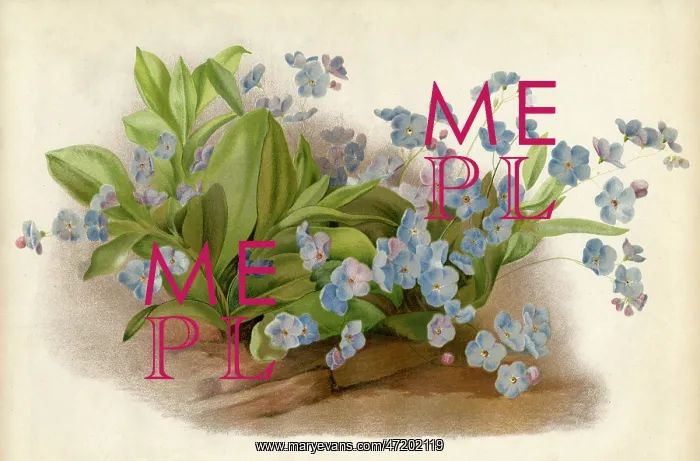 : PLANTS / MYOSOTIS : PLANTS / MYOSOTIS