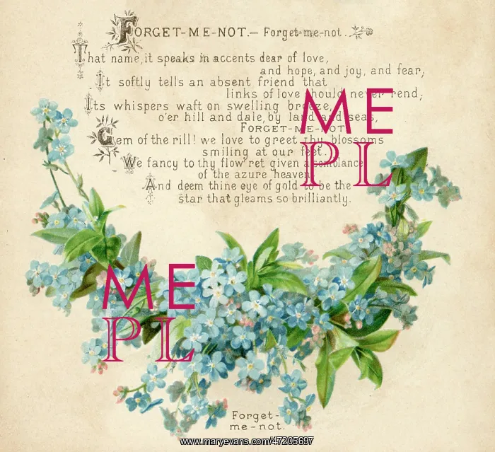  : Plants - Myosotis