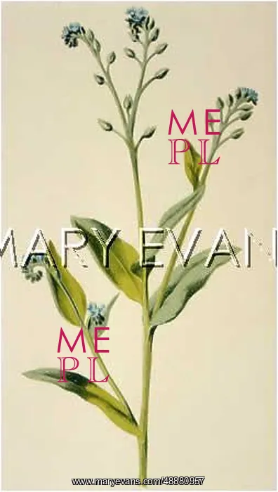  : PLANTS / MYOSOTIS ARVENSIS