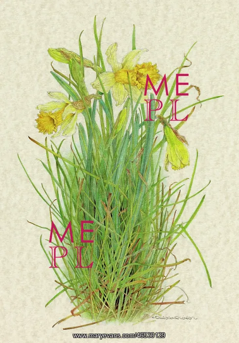  : PLANTS / NARCISSUS