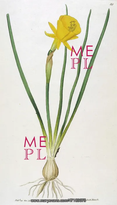 : Plants - Narcissus - Curtis : Plants - Narcissus - Curtis