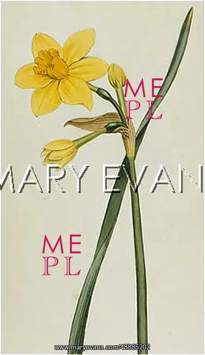  : PLANTS / NARCISSUS ODORUS