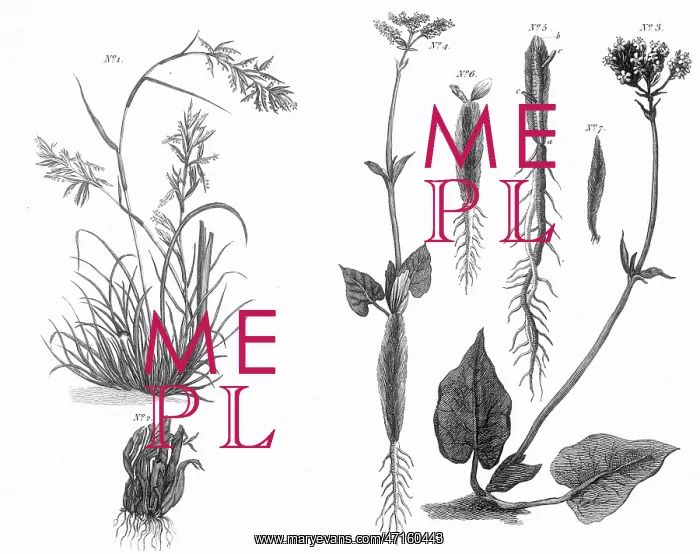  : PLANTS / NARDOSTACHYS