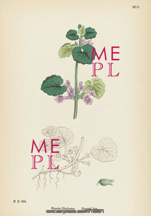  : PLANTS / NEPETA GLECHOMA