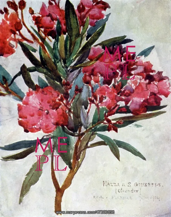  : PLANTS / NERIUM OLEANDER