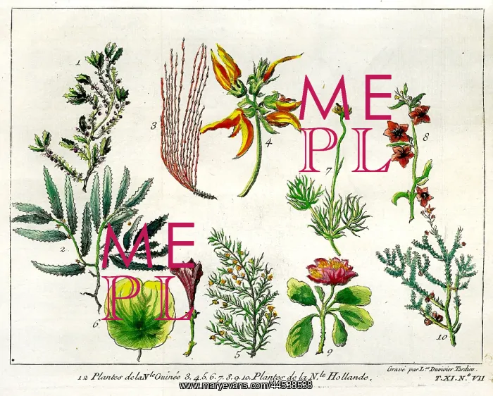  : Plants From New Guinea and Australia