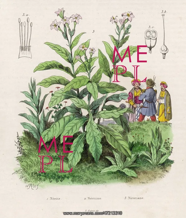 : PLANTS / NICOTIANA : PLANTS / NICOTIANA