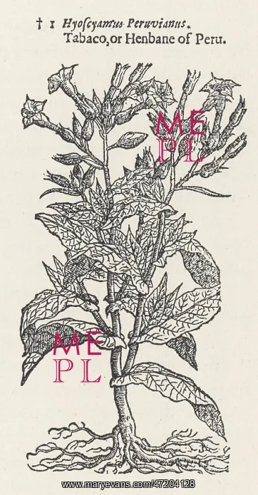 : PLANTS / NICOTIANA TABACUM : PLANTS / NICOTIANA TABACUM