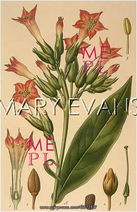  : PLANTS / NICOTIANA TABACUM