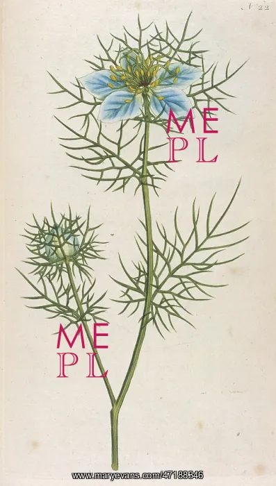 : Plants - Nigella Damascena : Plants - Nigella Damascena