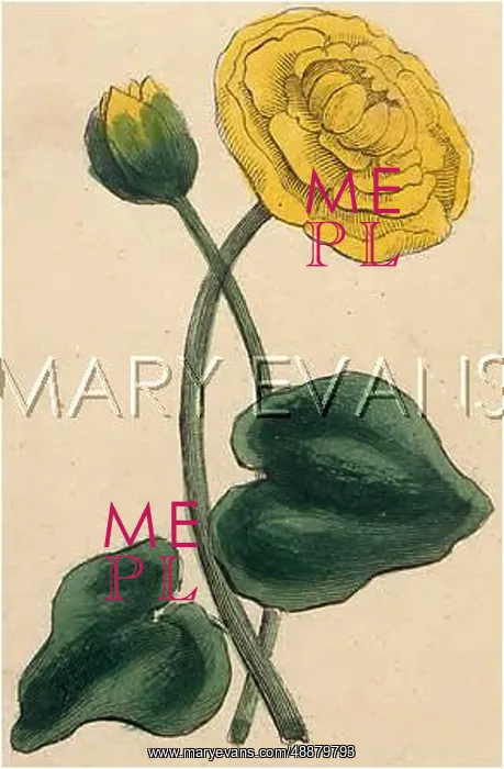  : PLANTS / NUPHAR LUTEA