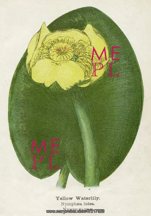  : PLANTS / NYMPHAEA LUTEA