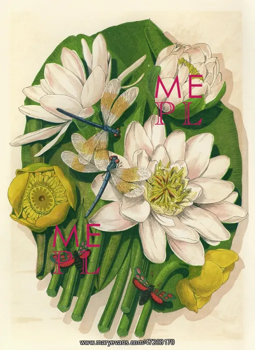  : PLANTS / NYMPHAEA SP